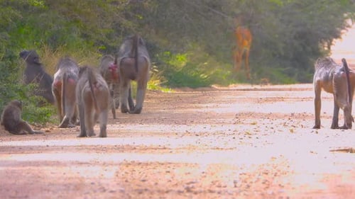 Baboons walking on a forest path in Kruger National Park, South Africa, on a sunny day