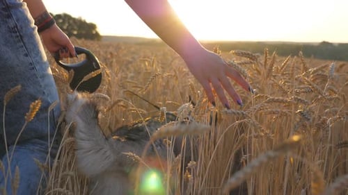 Rear View of Young Girl Walking with Her Siberian Husky Dog Through the Cereal Field and Stroking