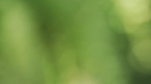 Abstract Green Background With Soft Light