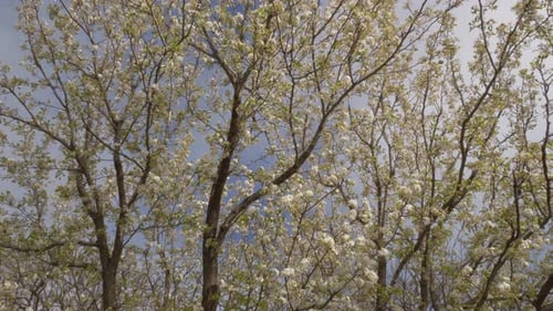 Dichte Blüten eines Kirschblütenbaums im Frühling an einem sonnigen Tag. Tracking-Aufnahme