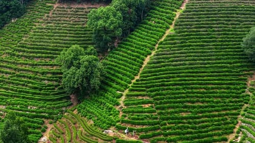 Aerial View of Expansive Tea Plantations in Lush Green Mountains