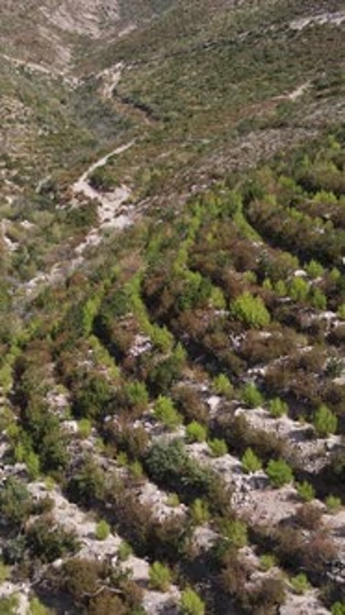 Floresta arbórea de reflorestamento