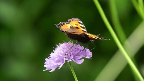 Nahaufnahme eines bunten Schmetterlings, der Nektar füttert