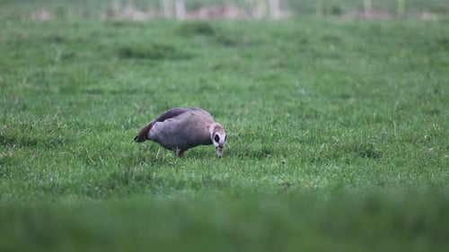 A lone Egyptian goose grazes on a lush green field, pecking at the grass. The peaceful environment