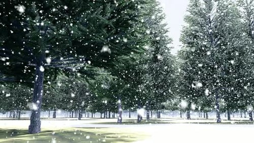 Winter Forest Snow Scene