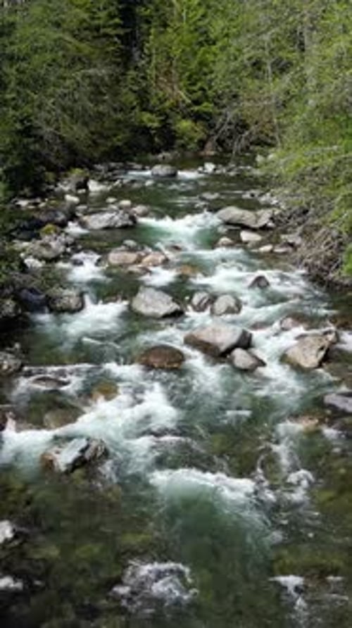 Río corriendo a través de un frondoso bosque verde. Columbia Británica, Canadá.