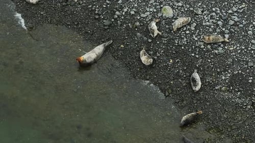 Seals on the Beach