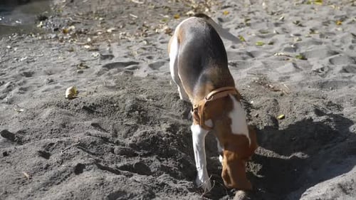 Playful Beagle Puppy Digging A Branch In The Sand In Summer. - close up, slow-motion