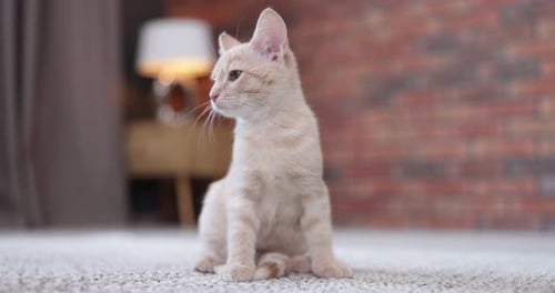 Cute Kitten Sitting on Carpet in Living Room