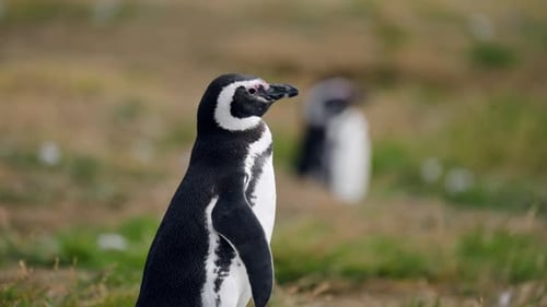 Magellanic Penguin Walking On Nature Habitat Near Coast Of Isla Magdalena, Chile. Tracking Shot