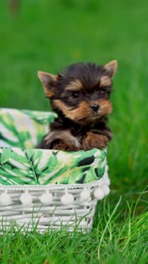 A little Yorkshire Terrier Puppy Sitting in a white wicker basket on Green Grass