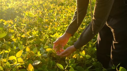Soybeans Growing in a Field Selective Focus