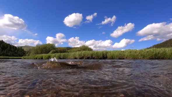 A closeup shot of a large brown trout being reeled in while fly fishing ...