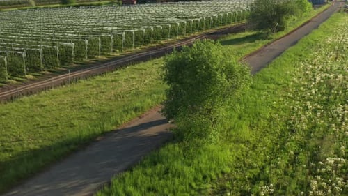 Motorcyclist Rides Past Vineyard with Protective Net Aerial