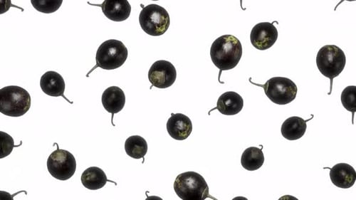 Black Berries Tumbling on a Clean White Background