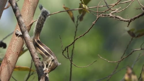 Squirrel Clinging to Tree Branch in the Forest