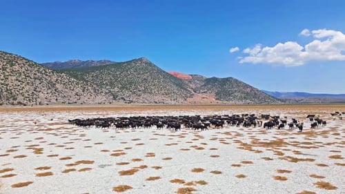 Chèvres traversant un lac asséché avec toile de fond de montagne - Vue aérienne 2K