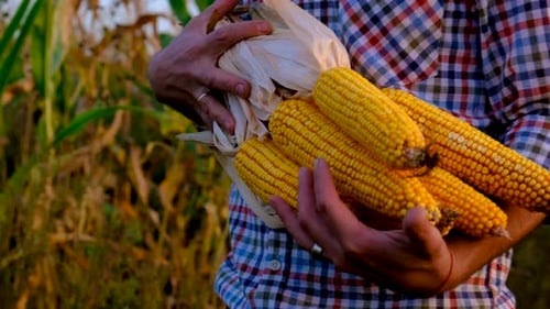 A Man Farmer Harvests Corn in a Field Selective Focus