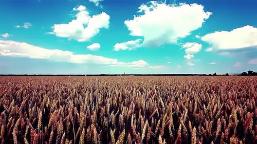 wheat field and cloudy sky