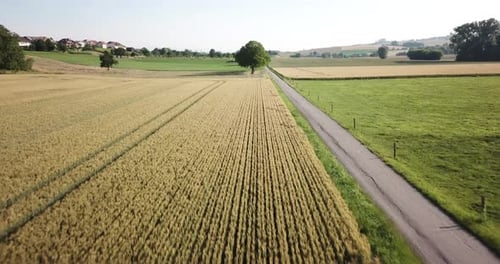 Aerial View of Golden Wheat Fields and Country Road