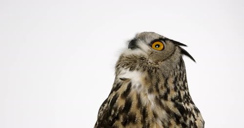 Eurasian eagle looks up around around - medium shot - isolated on white background