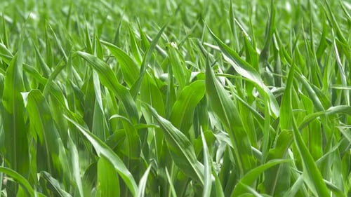 Les feuilles de maïs bougent légèrement sous l'effet d'une brise douce.