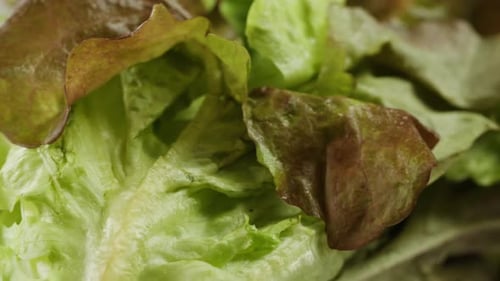 Fresh Salad Green Lettuce Leaves on White Background Close Up Macro Vegan Food