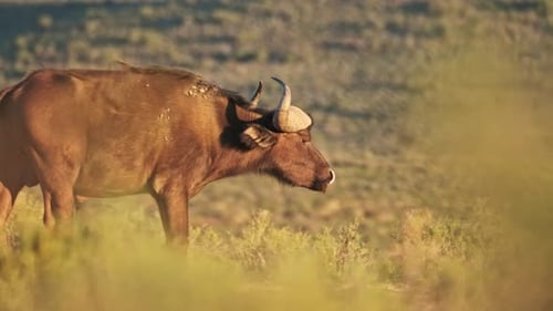 Buffalo walking through bush veld in South Africa