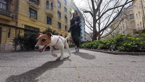 Active Jack Russell Terrier on Walk With Owner in Urban Setting