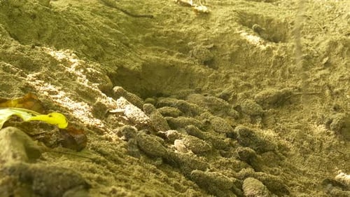 Hawkbill Turtle Hatchlings leaving the nest following the call of the ocean