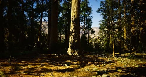 Sunlight Filtering Through Towering Trees in a Serene Forest Landscape