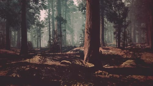 Sequoia Forest Majestic Tall Trees in Enchanting Woods Dark Forest