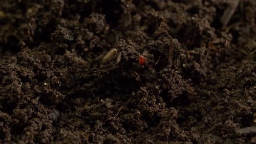 Soil with Earthworms and Organic Particles Closeup