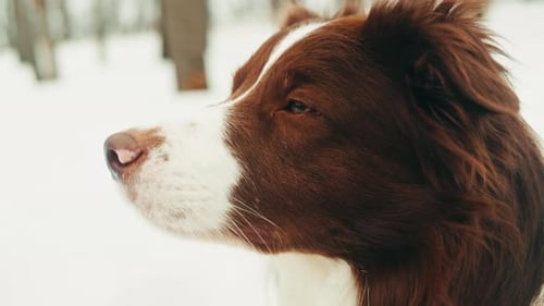 Closeup of Border Collie Among the Snow in the Park Dog Pet Sitting on the Snow Portrait of a The