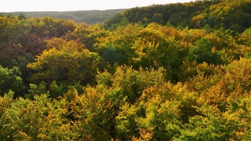 Beautiful forest landscape in autumn, displaying a mix of green and golden-yellow foliage under soft