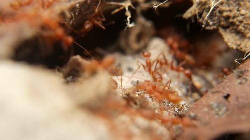 Ant Moving Across Forest Path Hd