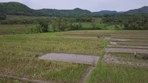 Aerial footage of people working in rice plantations in Java island