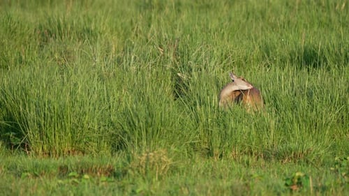 Whitetail Deer Standing in Tall Green Meadow Grass