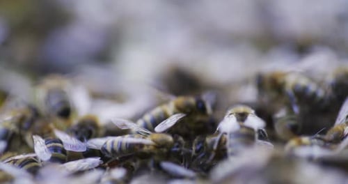 CloseUp of Bees Busy at Work