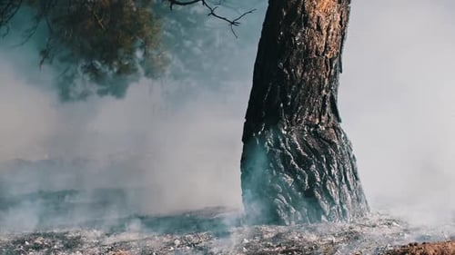 Aftermath of Forest Fire Smoldering Tree Forest Fire