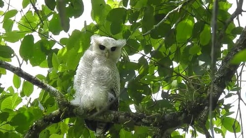 un hibou grand-duc rayé, un oiseau aux plumes d'un blanc pur est perché sur un arbre