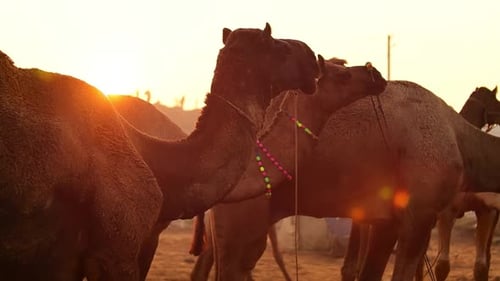 Camels in slow motion at the Pushkar Fair, also called the Pushkar Camel Fair or locally as Kartik