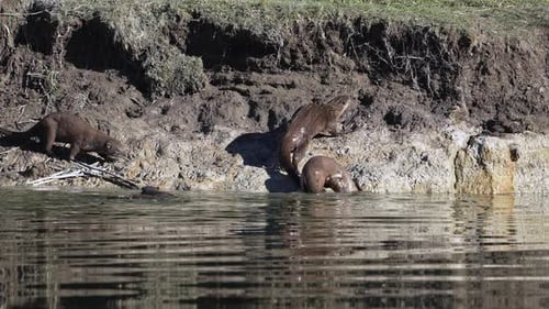 River Otters climbing up the bank along the Snake River