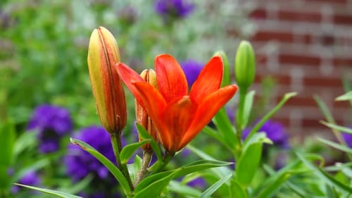 Red orange lilies in the outdoor flower garden in a slight breeze.