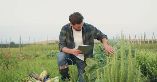 Un granjero inspecciona los campos de verduras y selecciona los mejores tés examinando las hojas de las verduras.