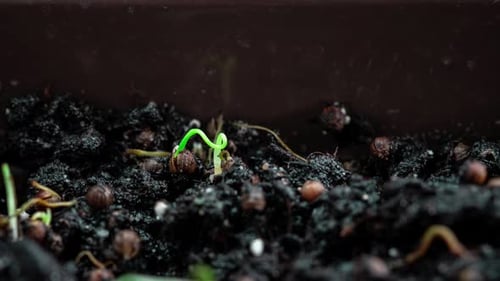 Sprouts Germination Newborn Plant