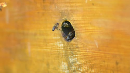 Honeybees Flying In and Out of Bee Hive