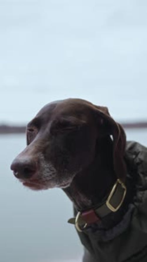 Closeup Portrait of a Kurtzhaar Dog on a Frosty Cloudy Day