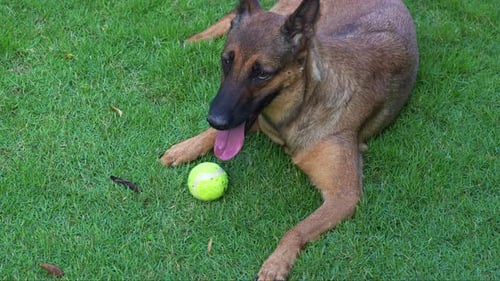 A tired Belgian Shepherd, canis lupus familiaris resting on the grassy lawn with its tennis ball lyi