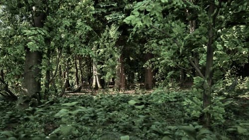 A Forest Filled with Lots of Green Trees